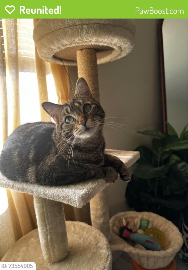Reunited Female Cat last seen Cheltenham village, Cheltenham Village, PA 19012
