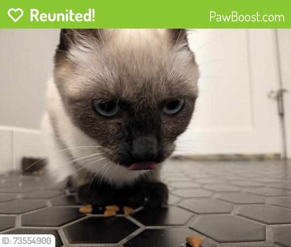 Reunited Unknown Cat last seen Macalester/Hartford, Saint Paul, MN 55116