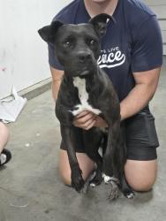 Reunited Female Dog last seen Breitner Way and Brussels Street, Breitner Way,  92563