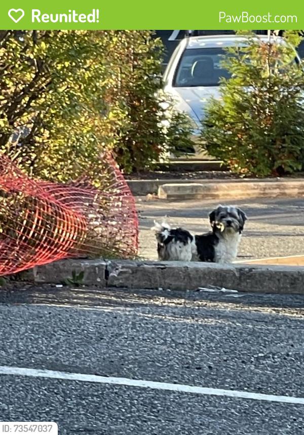 Reunited Unknown Dog last seen Stop and Shop Mill Plain Rd., Danbury, CT 06811