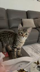 Lost Female Cat last seen Near w avalon dr, Phoenix, AZ 85037