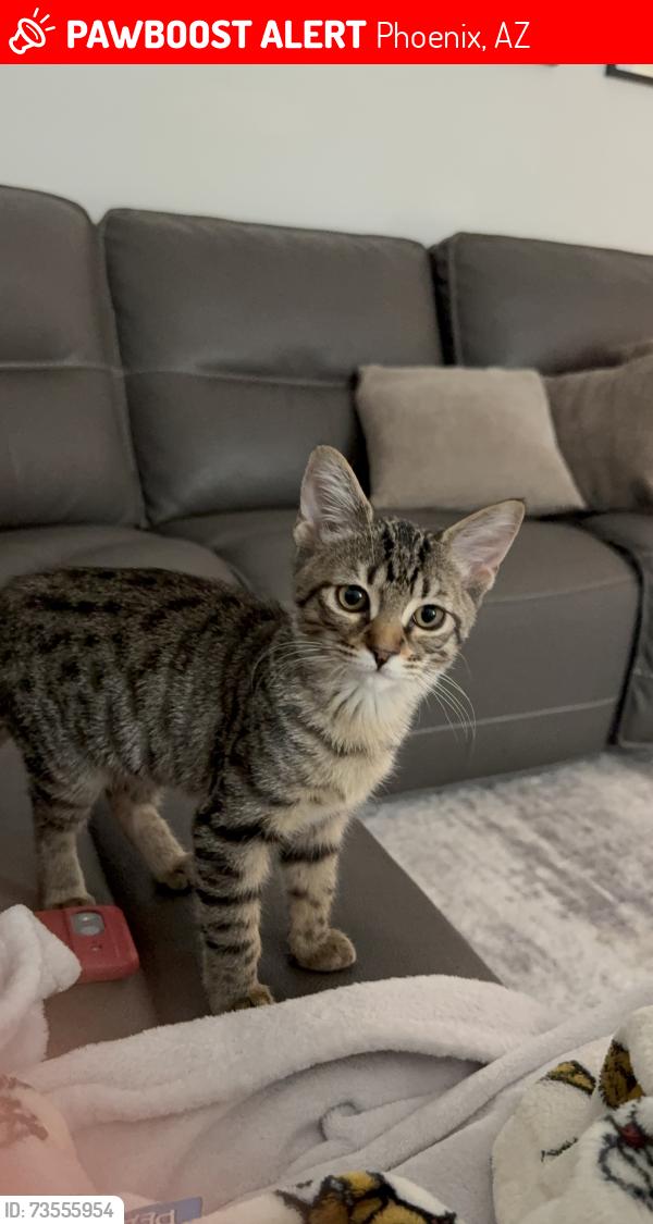 Lost Female Cat last seen Near w avalon dr, Phoenix, AZ 85037