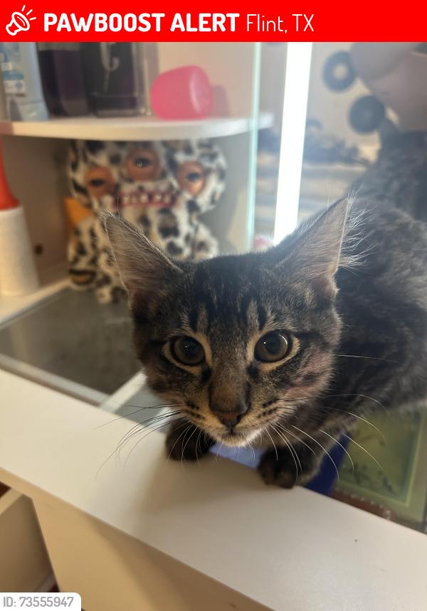 Lost Male Cat last seen Last seen by the cattle farm, Flint, TX 75762