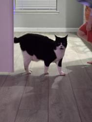 Reunited Male Cat last seen Aspen Lane & Clover Hill, Mansfield, TX 76063