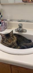 Lost Male Cat last seen Haleh and tory pines, Las Vegas, NV 89141