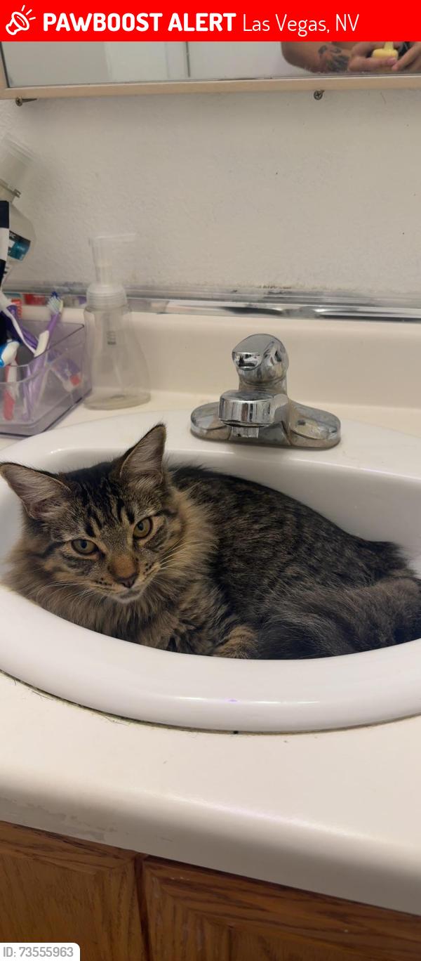 Lost Male Cat last seen Haleh and tory pines, Las Vegas, NV 89141