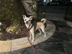 Found/Stray Unknown Dog last seen Washington and via marina, Marina Del Rey, CA 90292