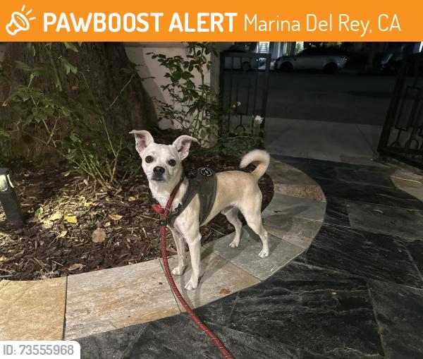 Found/Stray Unknown Dog last seen Washington and via marina, Marina Del Rey, CA 90292