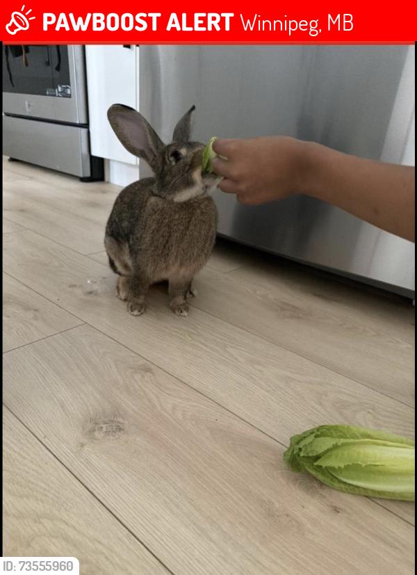 Lost Male Rabbit last seen Highland point loggerhead rd, Winnipeg, MB 