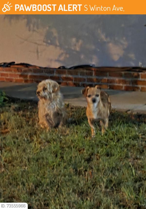 Found/Stray Unknown Dog last seen Salais St/Gemini, S Winton Ave,  91744