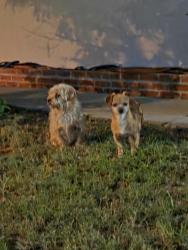 Found/Stray Unknown Dog last seen Salais St/Gemini, S Winton Ave,  91744
