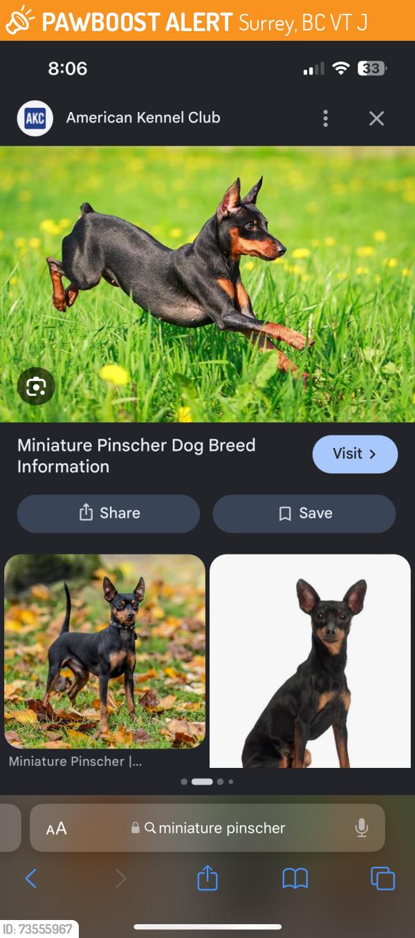 Found/Stray Unknown Dog last seen Near 140st and 100 Ave running to Green Timbers Park Trail, Surrey, BC V3T 1J4