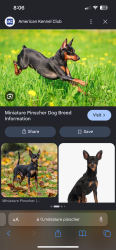 Found/Stray Unknown Dog last seen Near 140st and 100 Ave running to Green Timbers Park Trail, Surrey, BC V3T 1J4