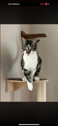 Reunited Male Cat last seen Tucker creek middle school, Havelock, NC 28532