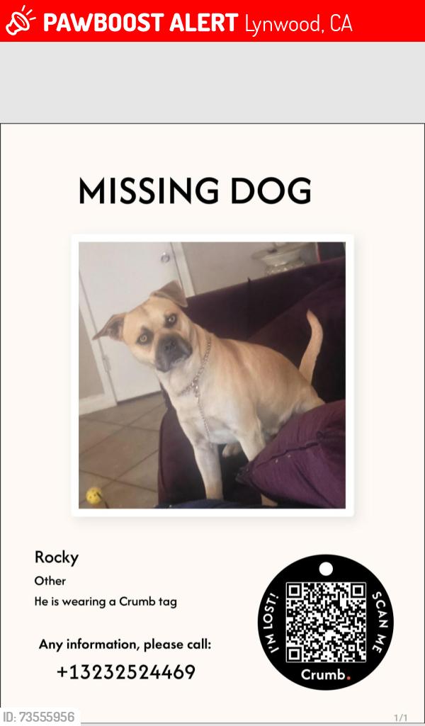 Lost Male Dog last seen Atlantic Blvd, and Imperial Hwy, Lynwood, CA 90262