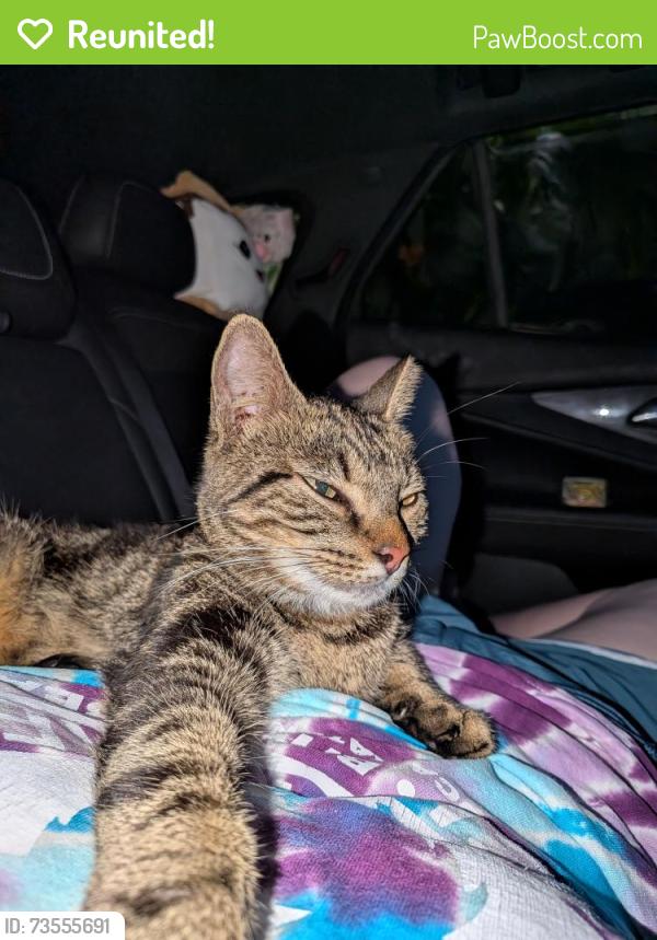 Reunited Female Cat last seen Aldi and Chuck E Cheese, Sunrise, FL 33351