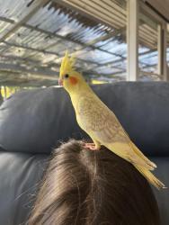 Lost Male Bird last seen Morphett road. wetlands, Warradale, SA 5046