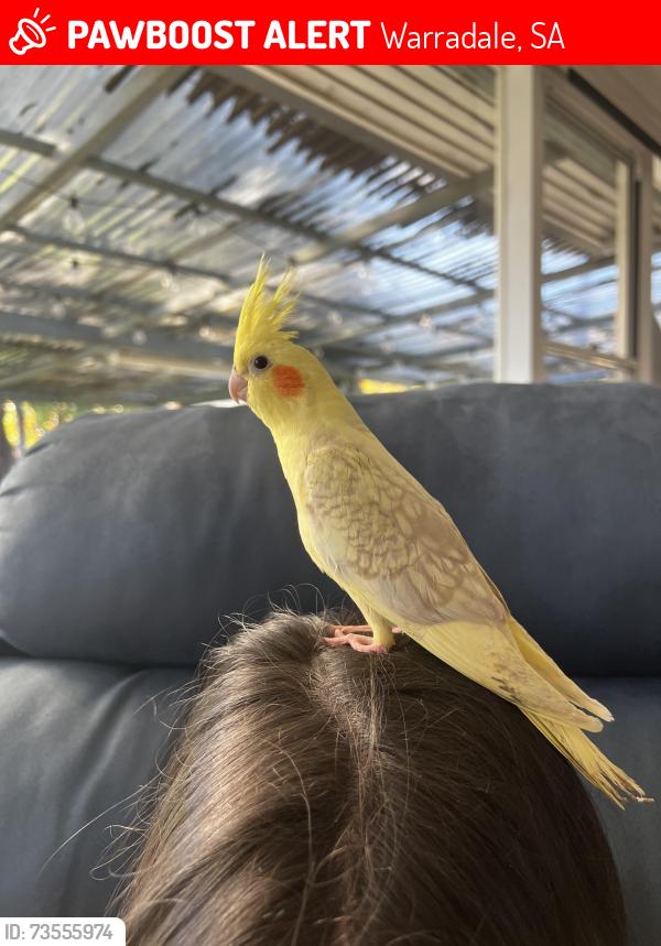 Lost Male Bird last seen Morphett road. wetlands, Warradale, SA 5046