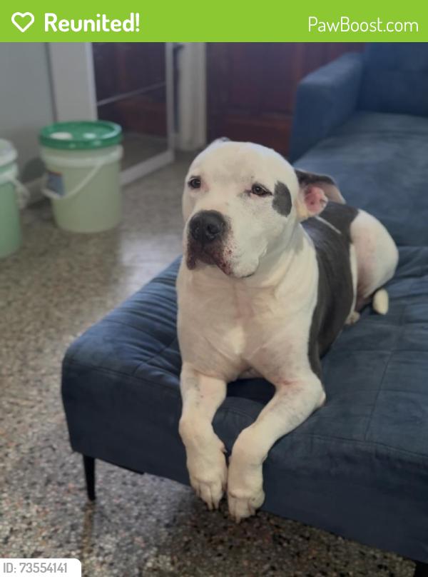Reunited Male Dog last seen Avenue s se winter haven, Winter Haven, FL 33880