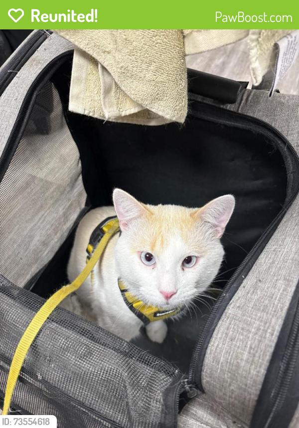 Reunited Male Cat last seen Near 40th Ave S Minneapolis MN, Minneapolis, MN 55406