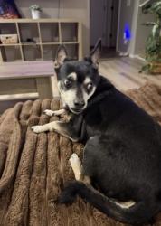 Found/Stray Male Dog last seen South La Villita Road/stagecoach Street/sahuarita, Az,, Sahuarita, AZ 85629