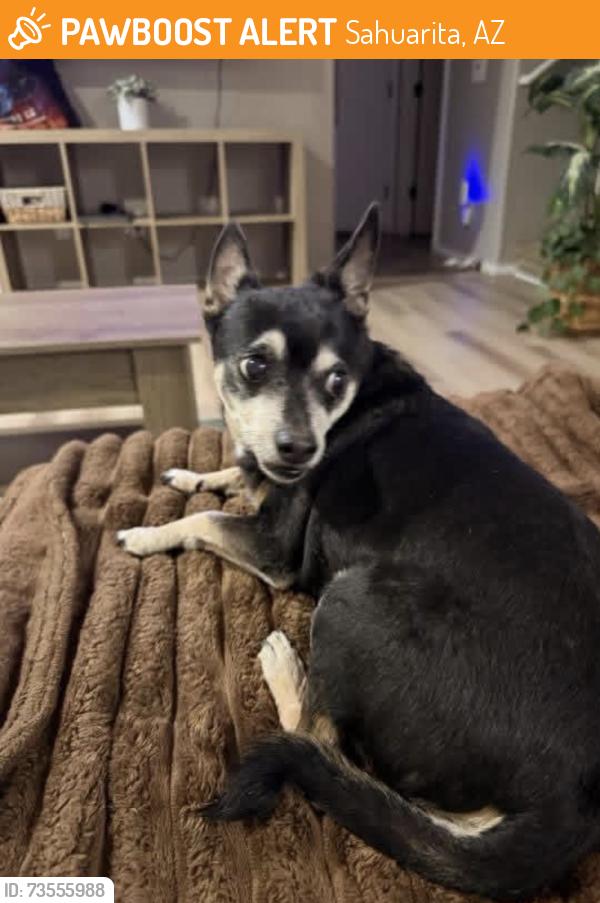 Found/Stray Male Dog last seen South La Villita Road/stagecoach Street/sahuarita, Az,, Sahuarita, AZ 85629