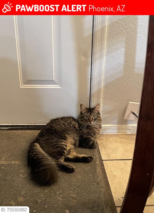 Lost Male Cat last seen 32nd st, Phoenix, AZ 85008