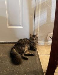 Lost Male Cat last seen 32nd st, Phoenix, AZ 85008