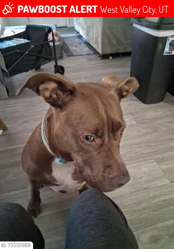 Lost Female Dog last seen Maverick center, 3100 s, West Valley City, UT 84119