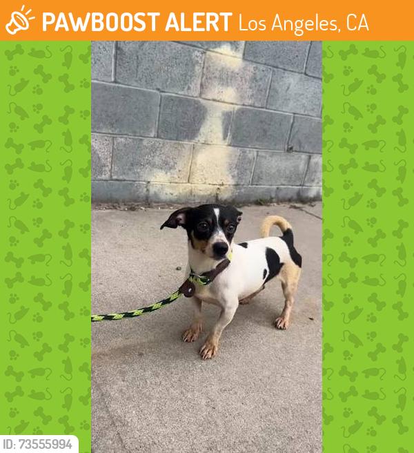 Found/Stray Male Dog last seen Near Museum Drive, Los Angeles, CA 90065