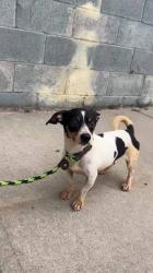 Found/Stray Male Dog last seen Near Museum Drive, Los Angeles, CA 90065