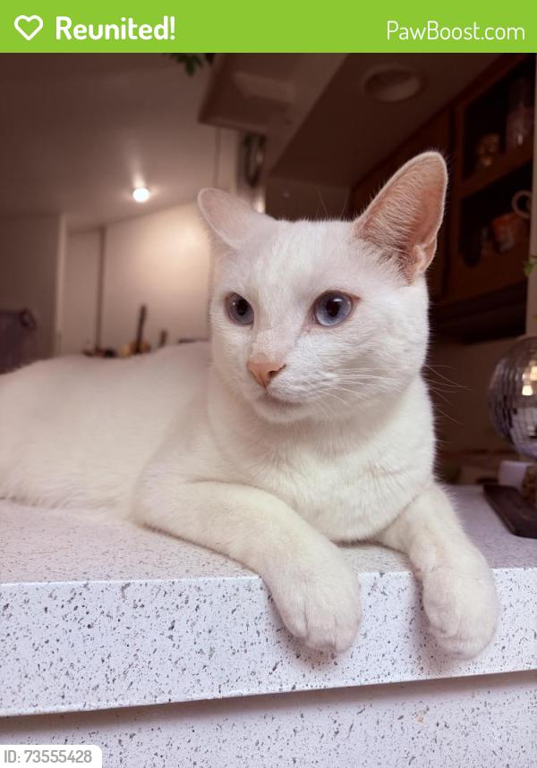 Reunited Male Cat last seen Glen at Mesa, Mesa, AZ 85203