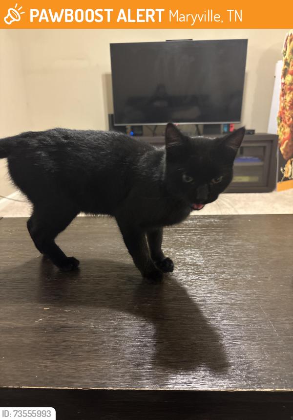 Found/Stray Unknown Cat last seen Found near Eggars lane, Maryville, TN 37804