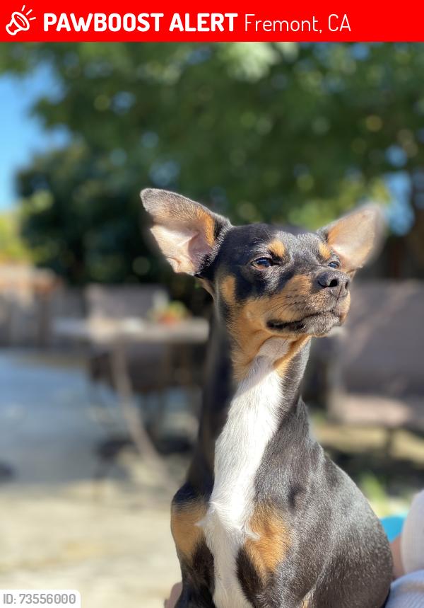Lost Male Dog last seen Paseo padre dr and fremont blvd, Fremont, CA 94555