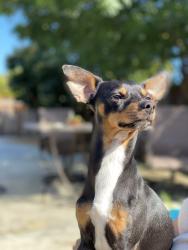 Lost Male Dog last seen Paseo padre dr and fremont blvd, Fremont, CA 94555