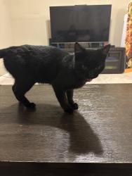 Found/Stray Unknown Cat last seen Found near Eggars lane, Maryville, TN 37804