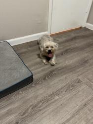 Found/Stray Female Dog last seen Nachita dr and buttercup, Dallas, TX 75217