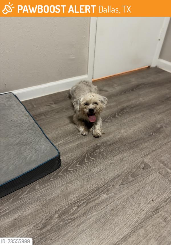 Found/Stray Female Dog last seen Nachita dr and buttercup, Dallas, TX 75217