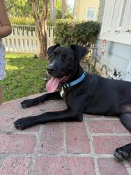 Found/Stray Female Dog last seen Broadway and MacArthur, Santa Ana, CA 92706