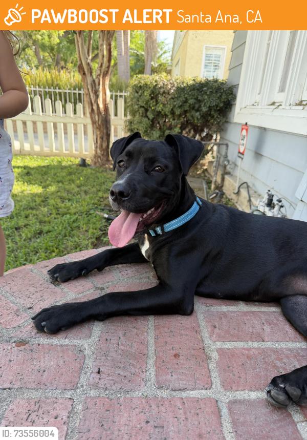 Found/Stray Female Dog last seen Broadway and MacArthur, Santa Ana, CA 92706