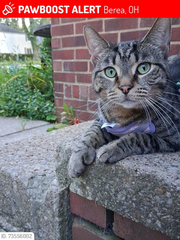 Lost Female Cat last seen Baker St, Berea, OH 44017