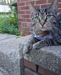 Lost Female Cat last seen Baker St, Berea, OH 44017