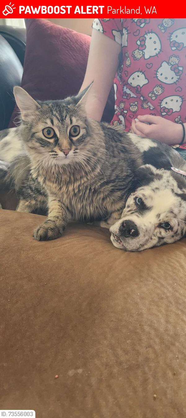 Lost Female Cat last seen 128th st e & golden give rd, Parkland, WA 98445