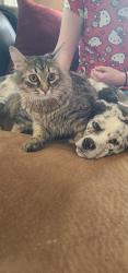 Lost Female Cat last seen 128th st e & golden give rd, Parkland, WA 98445