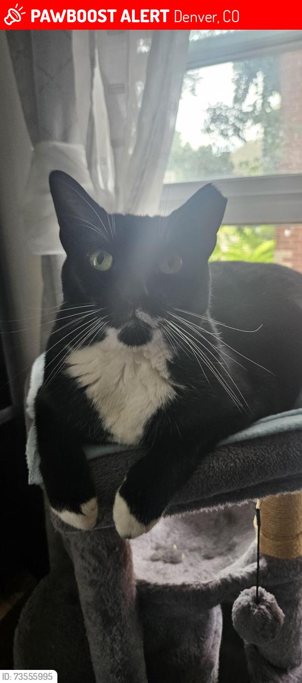 Lost Female Cat last seen By sushi bay 17, Denver, CO 80218