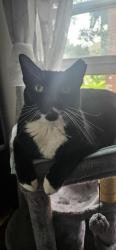 Lost Female Cat last seen By sushi bay 17, Denver, CO 80218