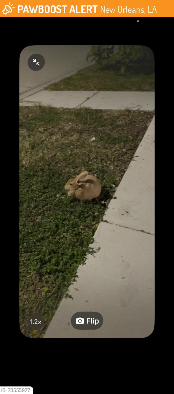 Found/Stray Unknown Rabbit last seen General Diaz and Filmore Ave, New Orleans, LA 70124
