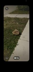Found/Stray Unknown Rabbit last seen General Diaz and Filmore Ave, New Orleans, LA 70124