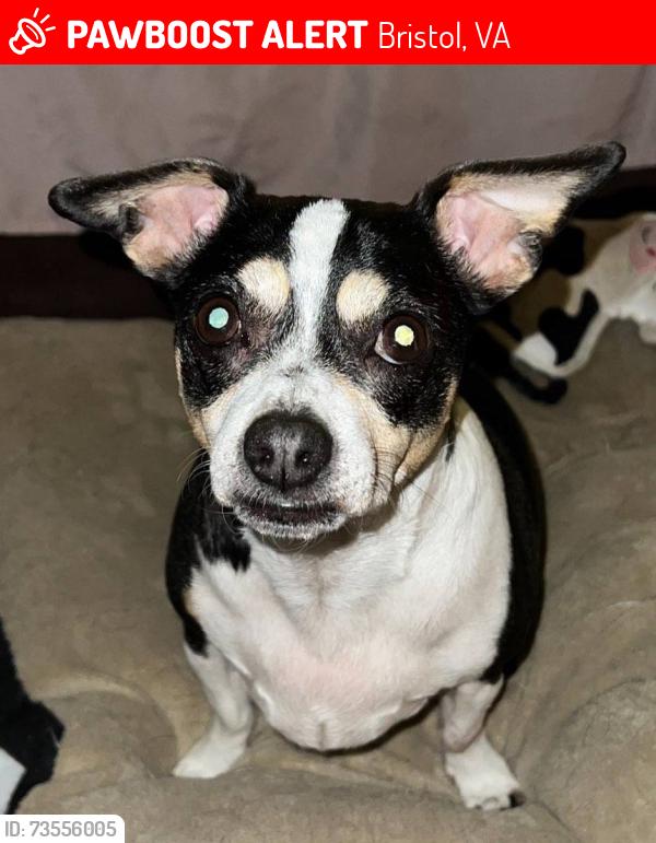 Lost Female Dog last seen Beside ABC Store, across the road from Kroger Fuel Station, Bristol, VA 24201