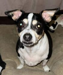 Lost Female Dog last seen Beside ABC Store, across the road from Kroger Fuel Station, Bristol, VA 24201